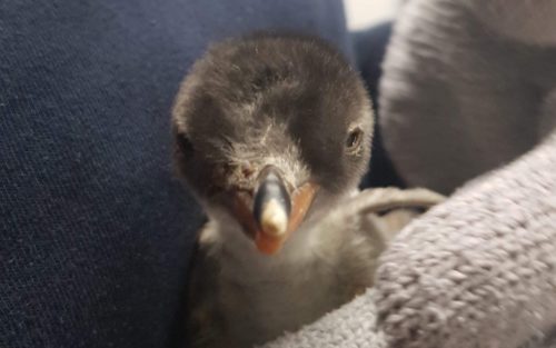 Baby Sphengic in keeper's arms