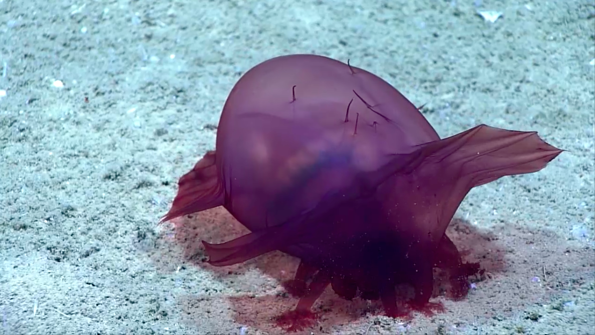 Like most sea cucumbers, the "chicken monster" sucks plankton off the sea floor.