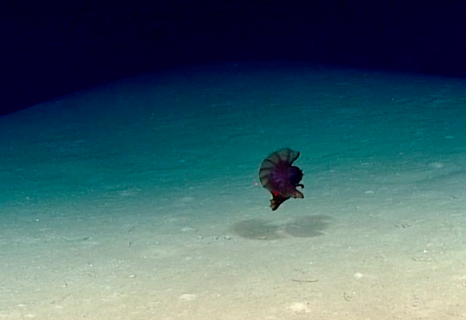 Unlike most sea cucumbers, Enypniastes eximia has fins and can swim.