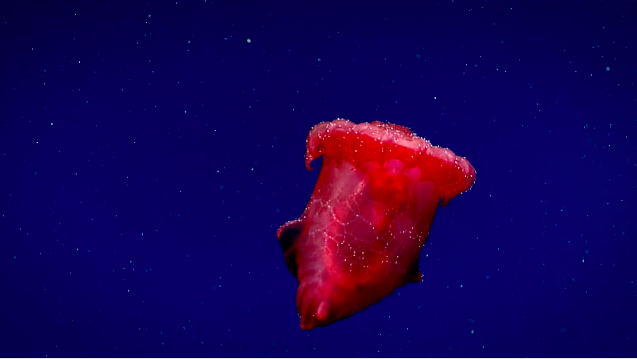 Enypniastes eximia floating off the ocean floor.