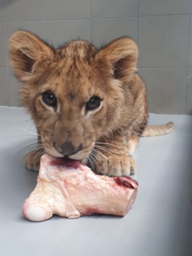 Lion cub with bone staring at the camera.