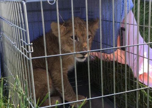 Lion cub in a small cage, with blanket on top.