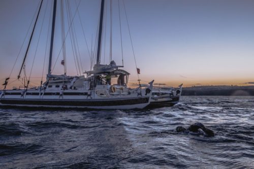 Ross swims into the night on the way to Hartlepool, on September 29, 2018.