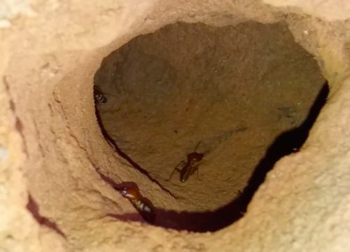 Termites in tunnels.