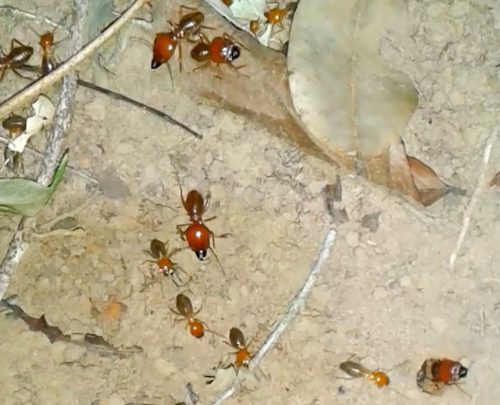 Termites among the leaf litter
