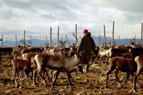 Reindeer herd with herder in Sweden.