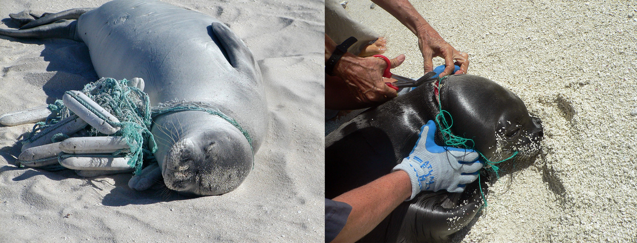 Two pictures of Monk Seals with with rope or fishing line caught around their heads.
