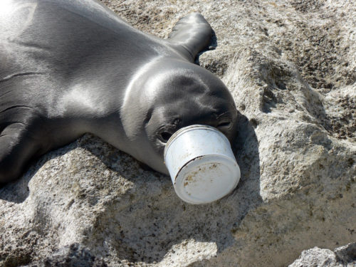 Monk Seal with plastic jar stuck on its nose.