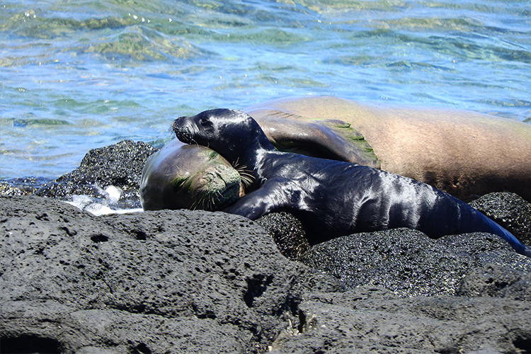 RN18 (first time mom) with RKC1 (Sole) at seven days old in Kalaupapa, Hawaii.