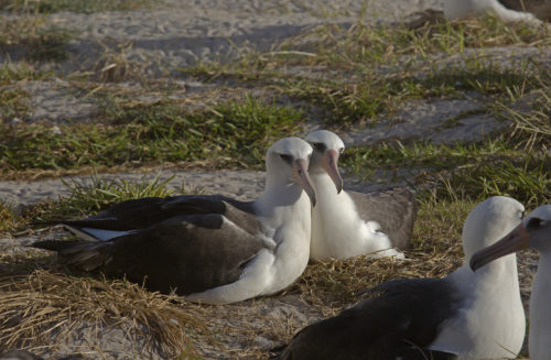 Mate (left) and Wisdom with egg_28NOV15 3 - Male and female Laysan albatross couples make approximately 48 hour shift changes while incubating and sheltering their egg. After the egg hatches they both continue sharing the responsibility of feeding and rearing their chick. Photo by: Dan Clark