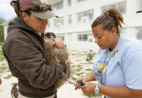 USFWS Refuge biologist Meg DuhrSchultz and volunteer Aisha Rickli-Rahman banded Wisdom's chick with a permanent adult band on May 5, 2016. Wisdom is the world's oldest known bird in the wild at 65+ years old. She nests at Midway Atoll Refuge and Memorial each year. Her chick Kūkini hatched February 1, 2016.