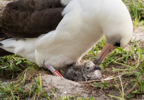 Wisdom and her new chick, February 2017.