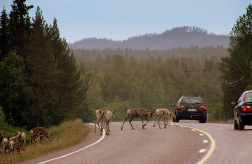 Rush hour traffic in Lapland. Reindeer are a common sight on the roads around Ruka & Kuusamo and often hold up the traffic as they saunter down the middle of it.