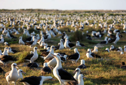 World's largest albatross colony at Midway Atoll. Photo credit: Andy Collins/NOAA Office of National Marine Sanctuaries