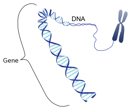 This image shows the coding region in a segment of eukaryotic DNA.