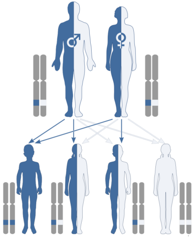 Inheritance of a gene that has two different alleles (blue and white)