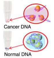 Image showing Cancer DNA and Normal DNA binding to gold nanoparticles in different ways.
