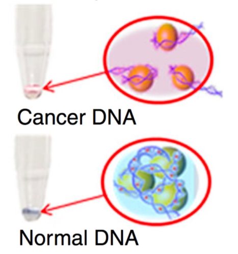 Image showing Cancer DNA and Normal DNA binding to gold nanoparticles in different ways.