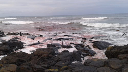 Pilot whales washed up on rocks on Chatham Islands.