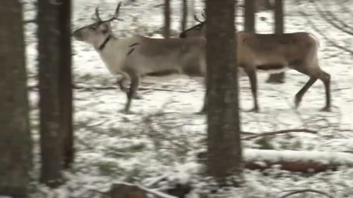 A reindeer with a collar helps the herders keep track of where their animals are.