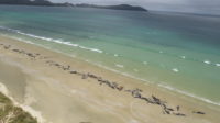 Mass beaching of 144 pilot whales on Rakiura/Stewart Island.