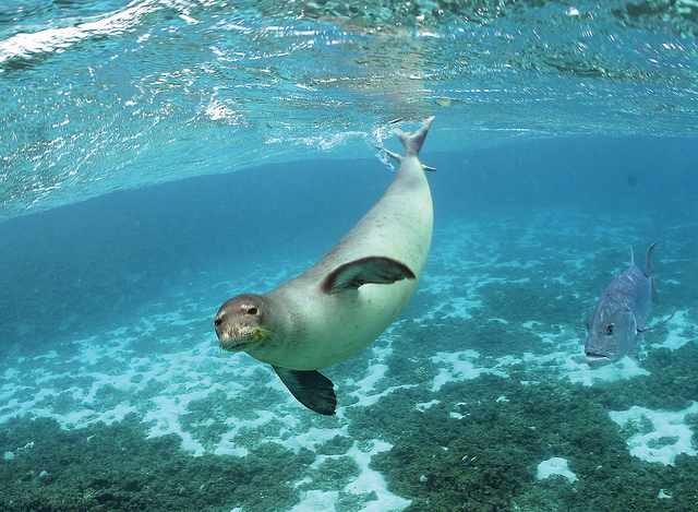 Monk seal swimming underwater at Hawaiian and Pacific Islands National Wildlife Refuges