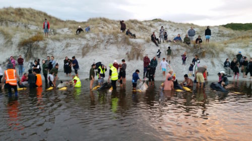 Workers try to refloat stranded whales.