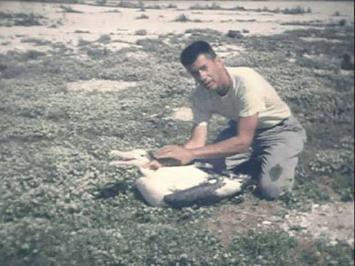 Chandler Robbins banding another albatross in 1966.