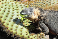 Galapagos Land Iguana feeding on cactus. South Plaza Island