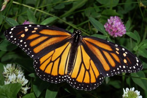 Female Monarch Butterfly In May