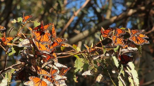 Monarchs make room on the branch of a eucalyptus tree in an overwintering site in Pismo Beach. U.S. Fish and Wildlife Service biologists in Ventura, Calif. participate in the annual Monarch Butterfly Thanksgiving Count to collect important data on coastal wintering monarch populations. Video by Lara Drizd/USFWS. December 19, 2016