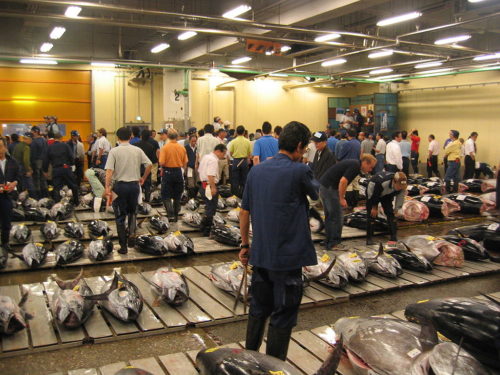 End of auction of fresh tuna at the Tsukiji fish market. Please notice the tails are cut off, to allow examination of the meat, and the inserted into the gills. Also, various labels applied to the fish.