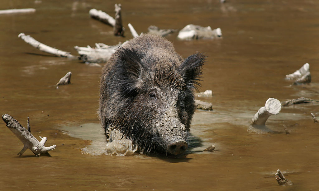 Wild Boar in a stream