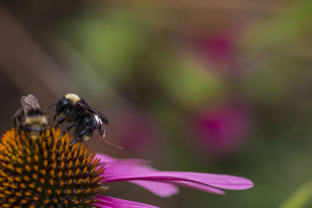 Bumblebee with backpack on same flower with regular bumblebee.