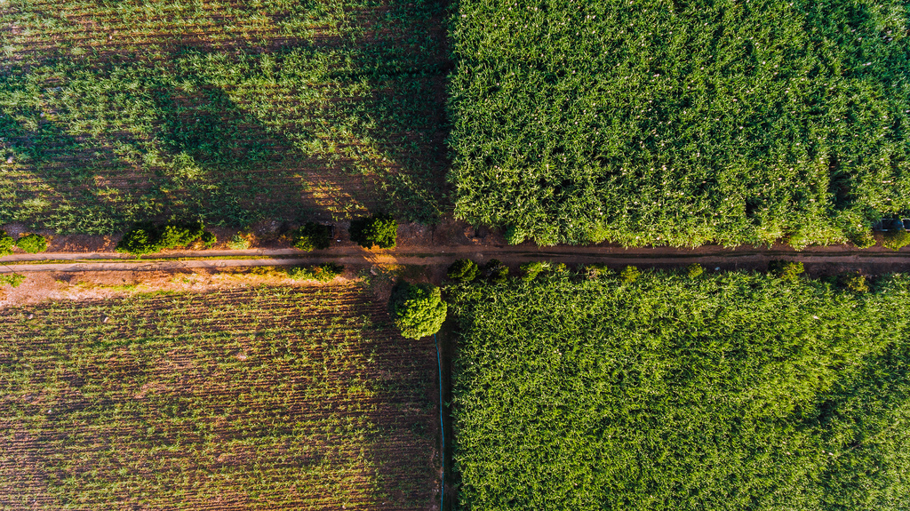 Drone view of a farm