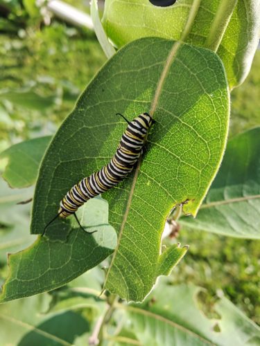 Monarch caterpillar on common milkweed