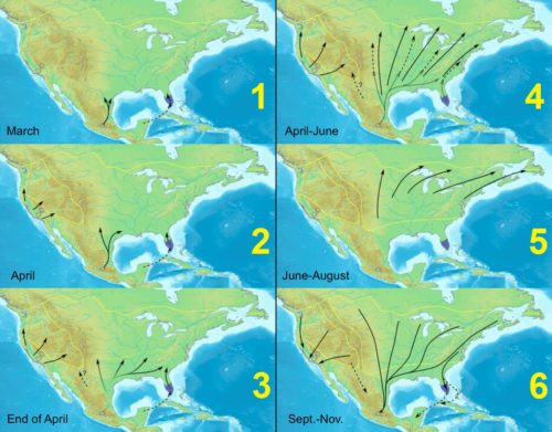 Map showing Monarch butterfly US migration in stages