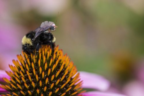 Computer scientists and engineers at the University of Washington have created a sensor package that is small enough to ride aboard a bumblebee. Credit: Mark Stone/University of Washington