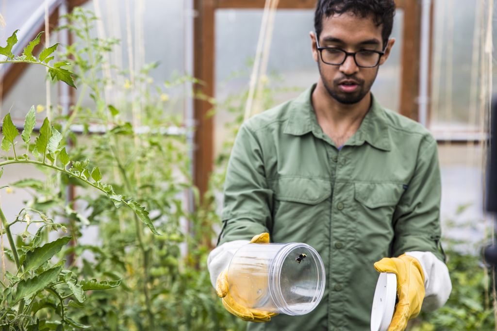 UW electrical and computer engineering doctoral student Vikram Iyer investigates how a bumblebee (inside the container) performs with the sensor package attached to its back. Credit: Mark Stone/University of Washington