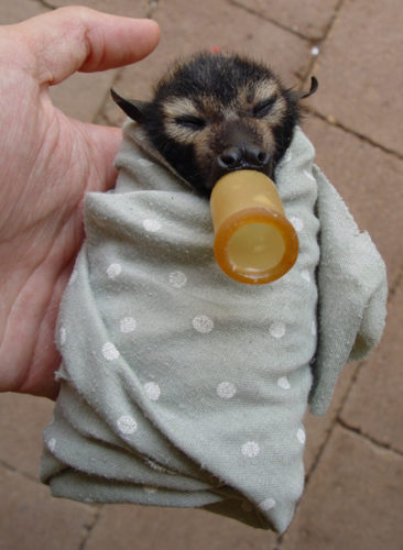 Spectacled flying-fox baby Moon (Pteropus conspicillatus)