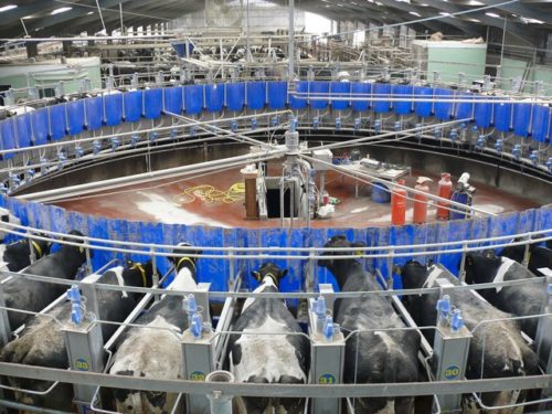 A rotary milking parlour utilizing PER (Parallel External Rotary) scheme at Broadwigg Farm near Whithorn (60 milking stalls)