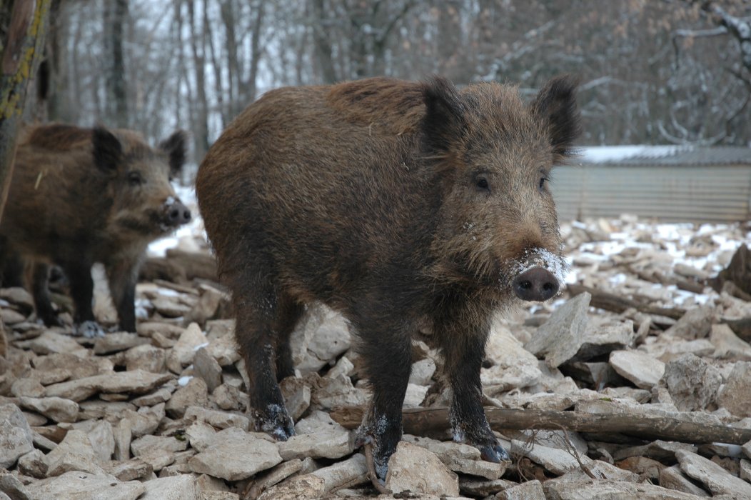 Two boars by a river.