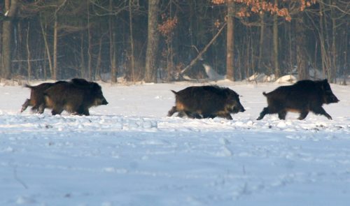 Wild boar running across a snow-covered field in the winter
