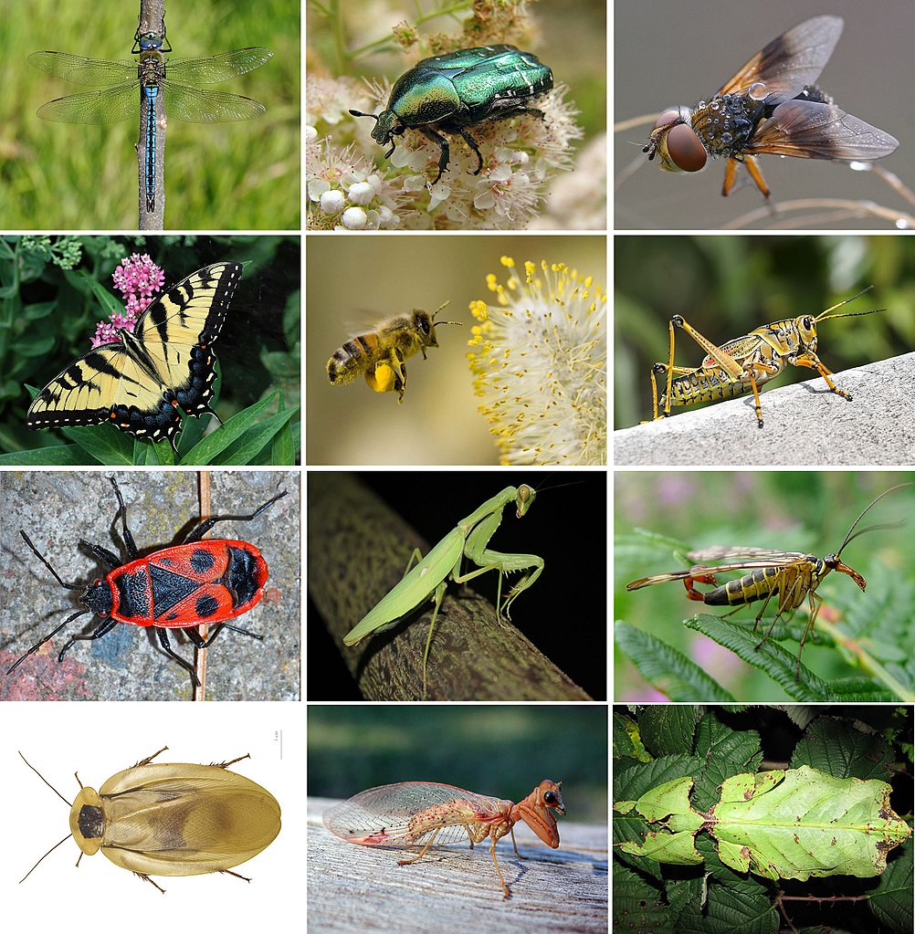 Insects collage