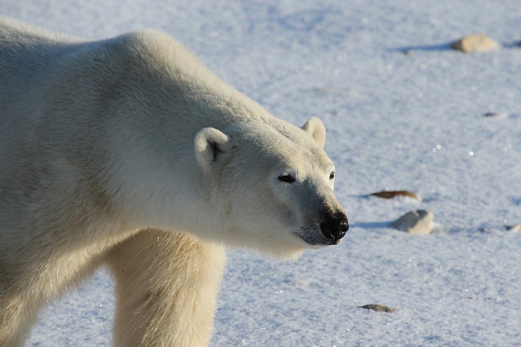 Polar bear