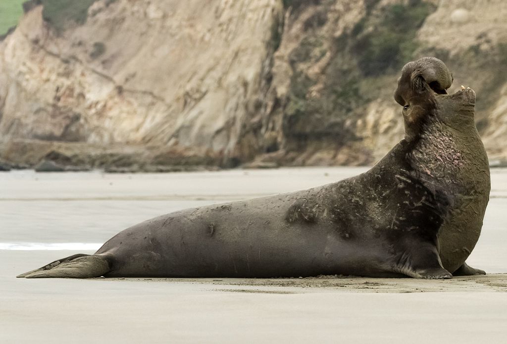 Northern elephant seal (Mirounga angustirostris) at Point Reyes National Seashore, California.