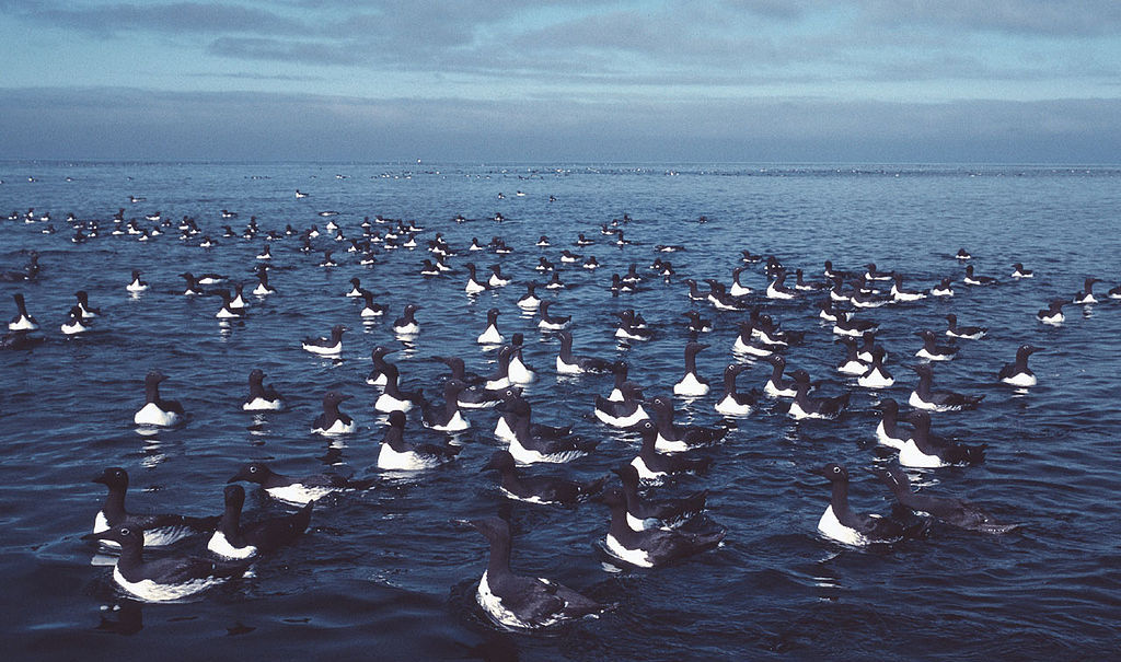 Uria aalge, Common Guillemot, at bird cliff of Stappen, feeding at sea, southern Bear Island (Bjoernoeya), Barentsea, Svalbard. July 2002, by Michael Haferkamp