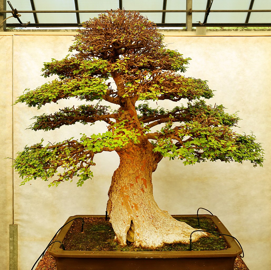 This bonsai is about 120 years old and is from a bonsai museum in Italy. The tree has an automatic watering system.