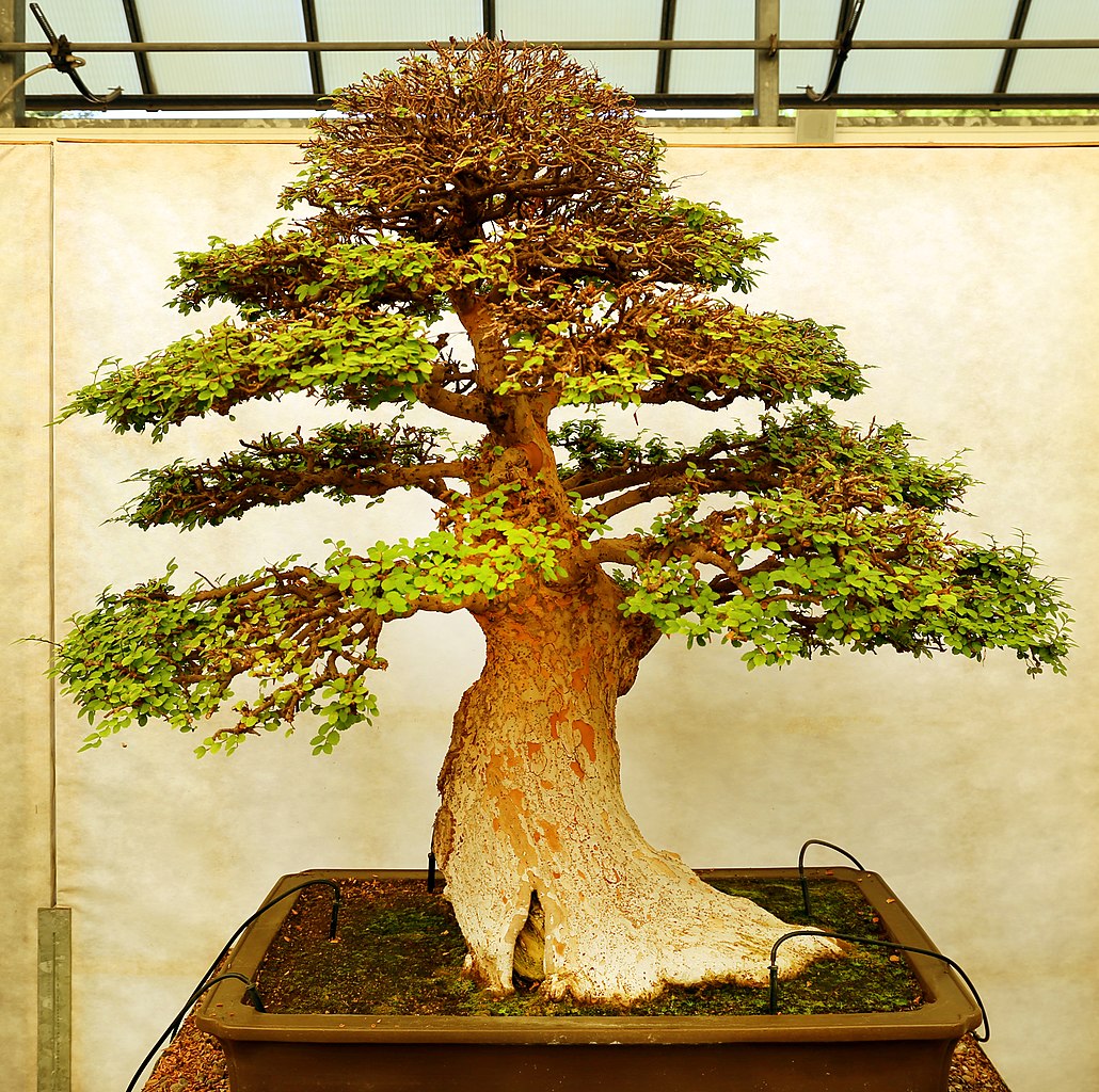 Bonsai tree stolen in Japan: Owners hope 400-year-old tree is watered