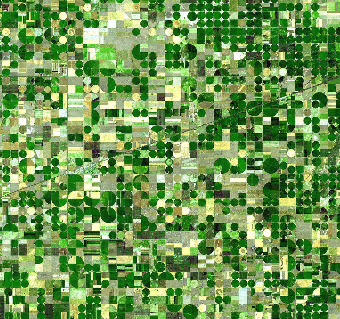 Satellite image of crops growing in Kansas, USA. Healthy, growing crops are green. Corn would be growing into leafy stalks by late June (when this photo was taken). Sorghum, which resembles corn, grows more slowly and would be much smaller and therefore, possibly paler. Wheat is a brilliant gold as harvest occurs in June. Fields of brown have been recently harvested and plowed under or lie fallow for the year. The circular crop fields are a characteristic of w:center point irrigation. The fields shown here are 800 and 1,600 meters (0.5 and 1 mile) in diameter. The image is centered near 37.4 degrees north latitude, 100.9 degrees west longitude, and covers an area of 37.2 x 38.8 km.